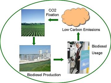 biodiesel cycle