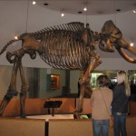 La Brea Tar Pits