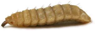 blacksoldierflylarvae