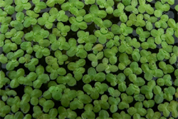 duckweed