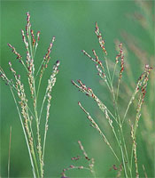 switchgrass