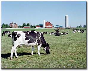 4462_cows_in_field_det_520