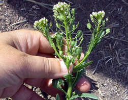 fieldpennycress