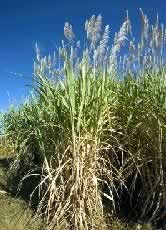 sugarcane_fields2_63919