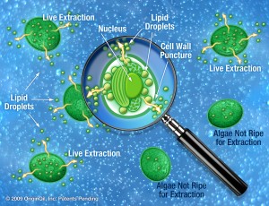 Live_Extraction_Diagram_highres2