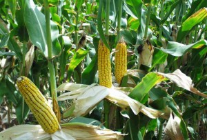 crops-corn-ethanol