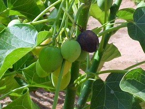 jatropha_plant