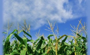 cornfields