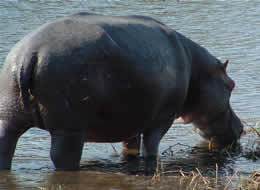 hippo