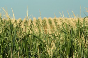 corn-field-schuyler-nebraska-neb168