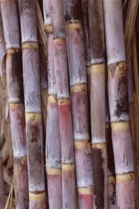 sugarcane