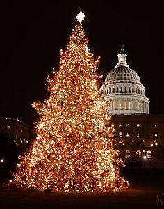 CapitolChristmasTree2