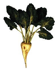 sugarbeet1