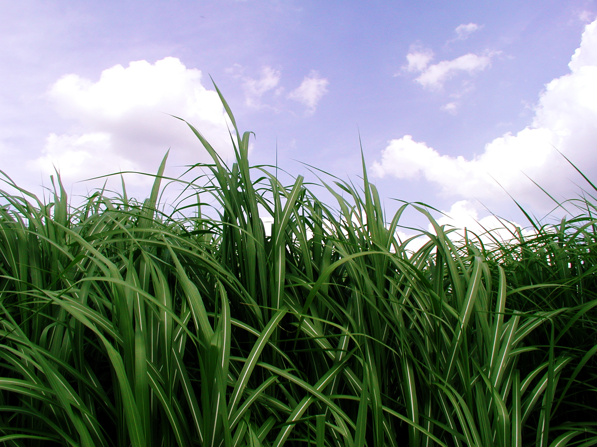 the-pros-cons-of-miscanthus-energy