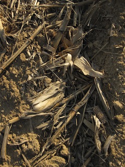Corn Stover: Biomass Photo Joanna Schroeder