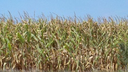 Iowa Corn Field in Aug Photo Joanna Schroeder