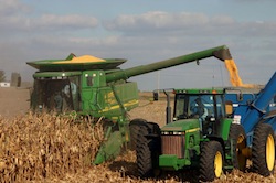 Corn Harvest