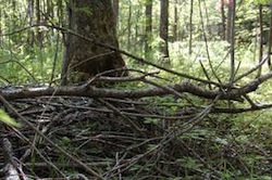 Forest Biomass Photo: MPR Photo/Than Tibbetts