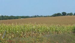 Iowa corn affected by 2012 drought Photo Joanna Schroeder