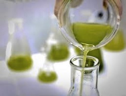 Photo From Algae.Tec