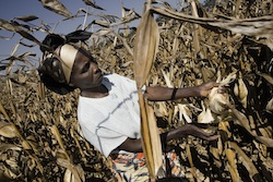 maize harvest Photo: FAO/Giulio Napolitano