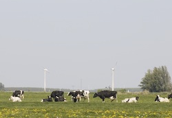 cows-and-wind