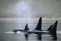 Orca Whales