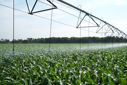 Irrigated corn