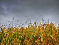 corn field in the rain Photo Chengyin Liu