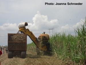 Brazilian sugarcane harvest