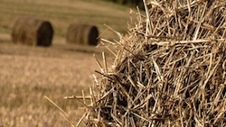 Wheat Straw credit: Flickr Creative Commons: