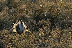 arsgrouse