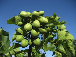 Biomassa-Jatropha-plant