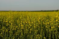 Canola