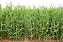 Fields of Corn Photo- Joanna Schroeder