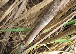 Sugarcane in Brazil