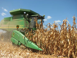 corn-harvest