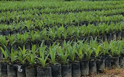 crude palm oil