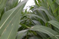 Corn crop August 2013