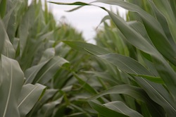 Corn crop