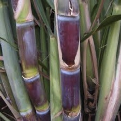 sugarcane