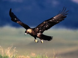 Golden_Eagle