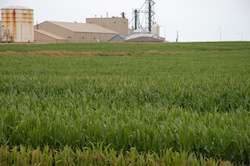 corn field near ethanol plant
