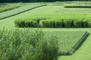 GLBRC / KBS LTER cellulosic biofuels research experiment; Photo