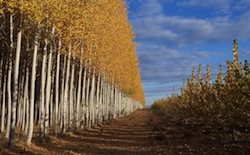 Poplar_GreenWoodResources_AutumnWeb