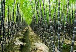 sugarcane field photo-dow