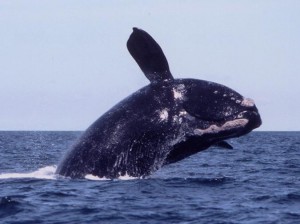 North American Right Whale