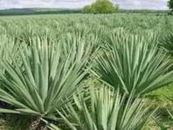 agave sisal-plants