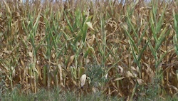 Corn Field photo credit Joanna Schroeder