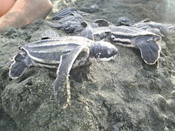 Leatherback hatchlings